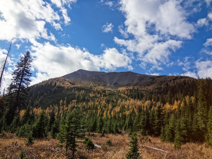 One side of the ridge from a clearing