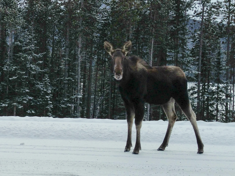 I Saw A&nbsp;Moose!