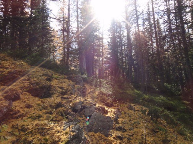 Descending through the forest