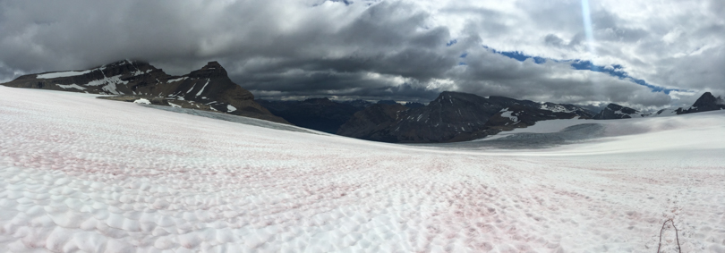 A snow covered glacier. There's a kind of red algae that blooms, which attracts many insects and birds.