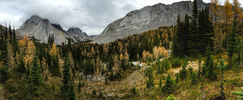 LARCHES! Oh man. So. Beautiful. 