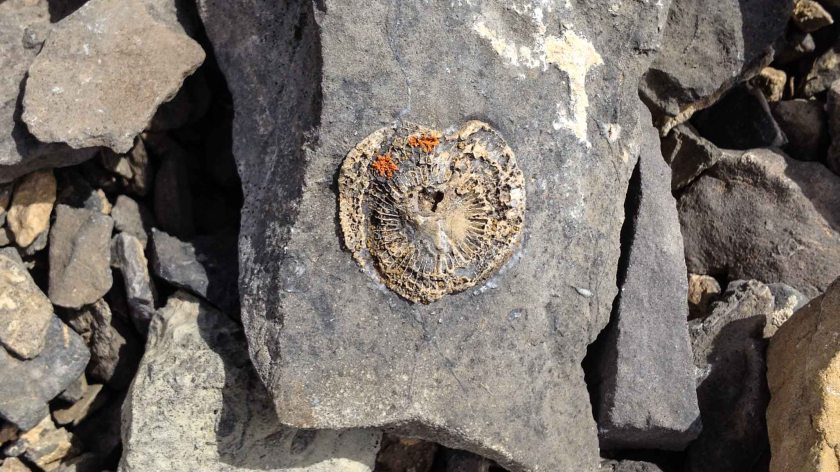 Fossils. There are lots of fossils.