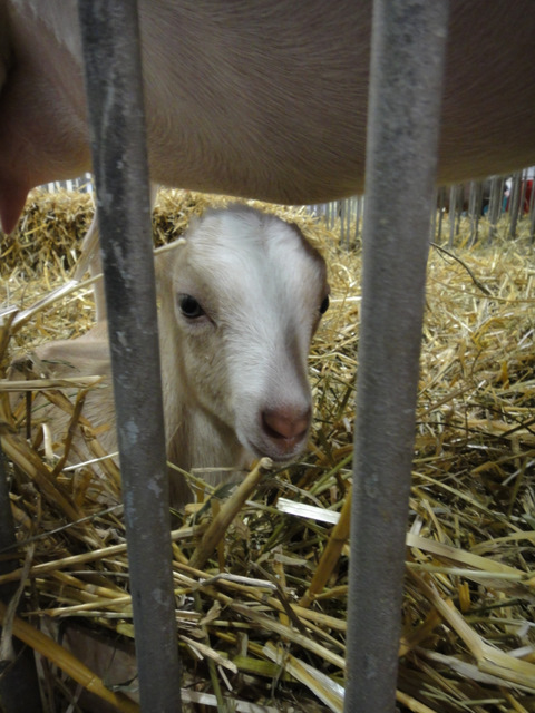 This baby goat was too cute