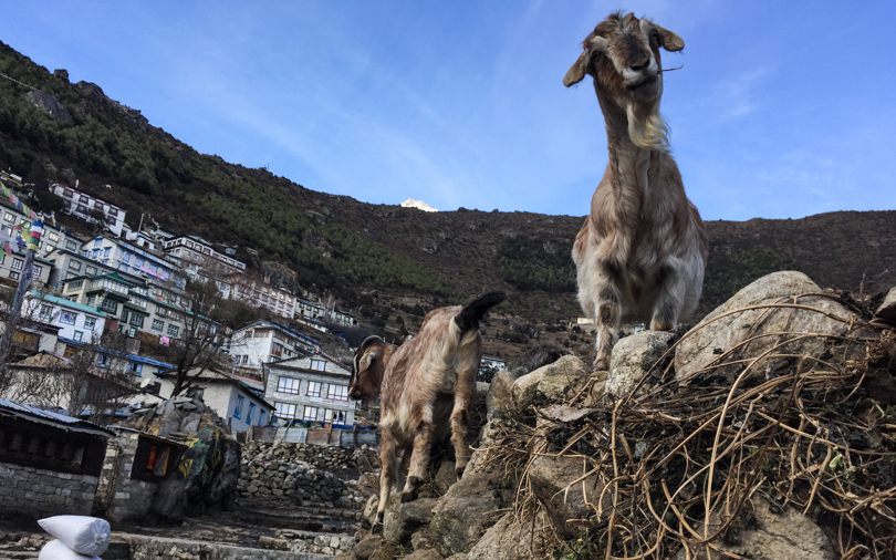 Goats as we enter Namche Bazaar