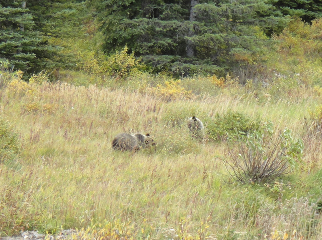 Grizzly cubs playing :)