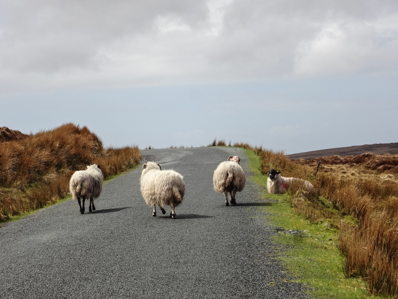 Sheep... doing what they do.