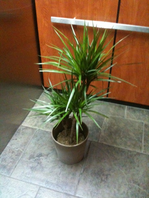 Plant2011-2