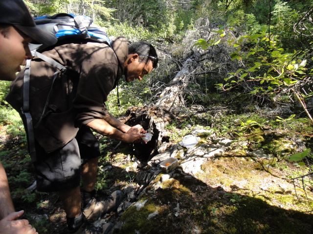 Located at the root ball of a fallen tree