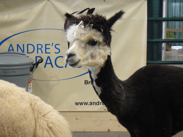 The watchful eye of a llama