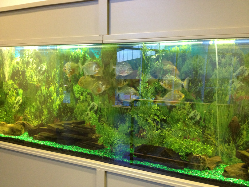 Fish in the lobby