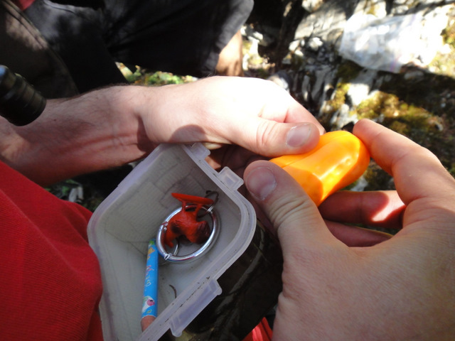 Silly putty and a rooster key chain