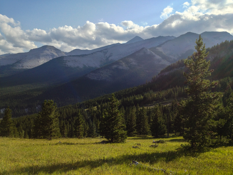 Such a pretty meadow!