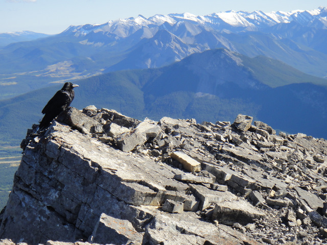This bird is admiring nature like me