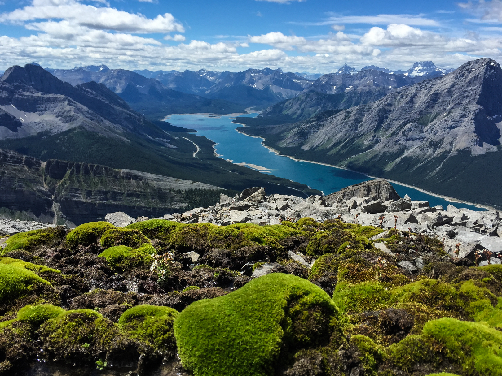 Such pretty green among a sea of rocks