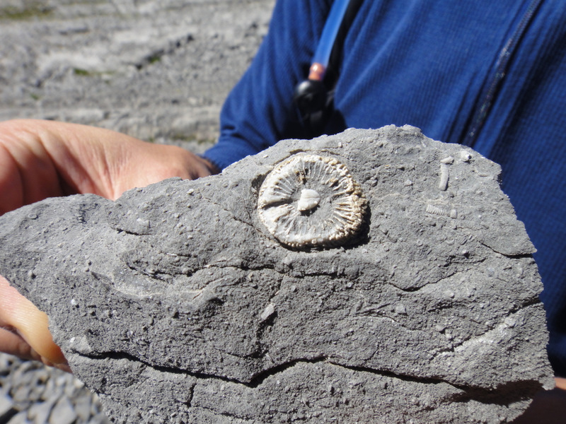 “I think it’s a trilobite!” (I don’t really think it is…)