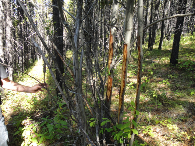 An animal did this! Yikes :S