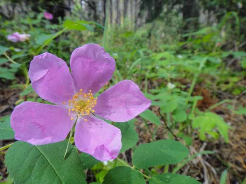 Wild flowers along the trail