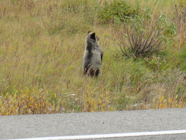 A curious grizzly cub